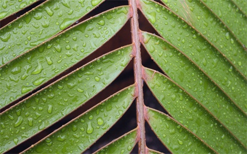 戴什么水晶挡烂桃花,水晶功效不容小觑